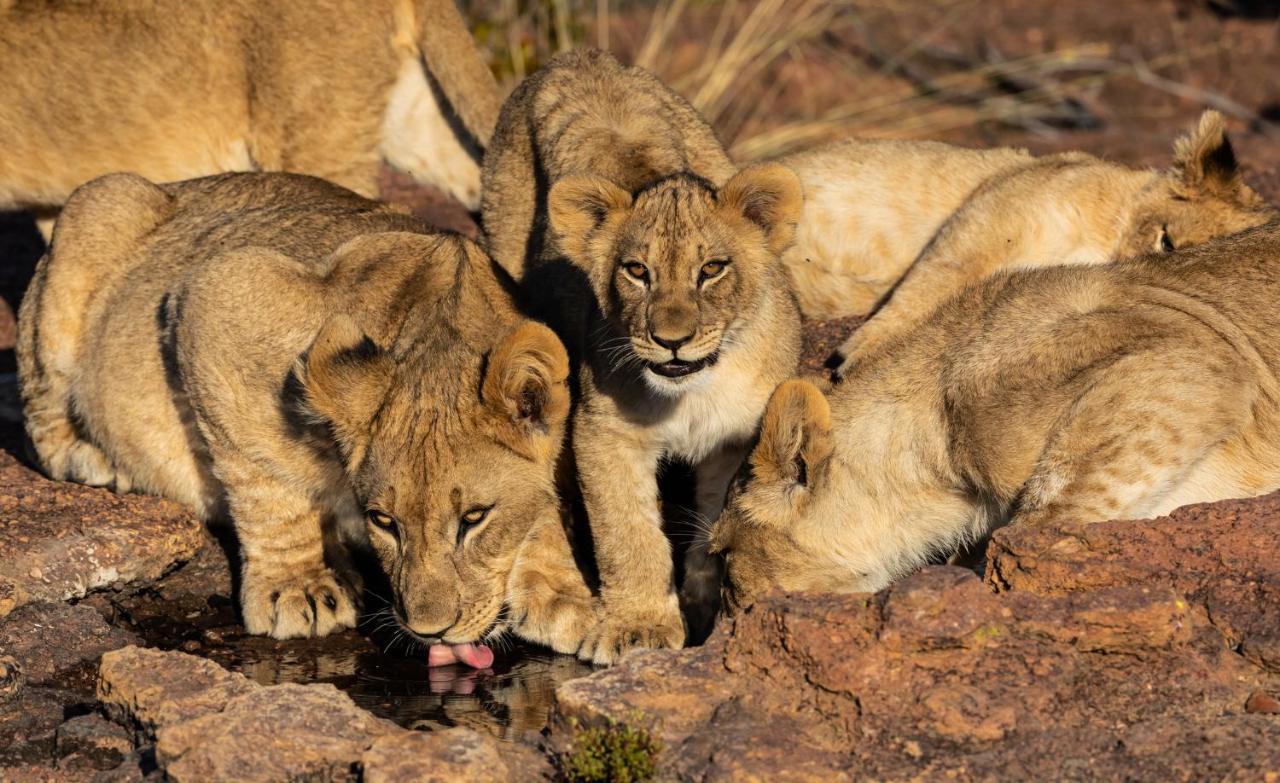 Nedile Lodge Welgevonden Game Reserve Exterior photo