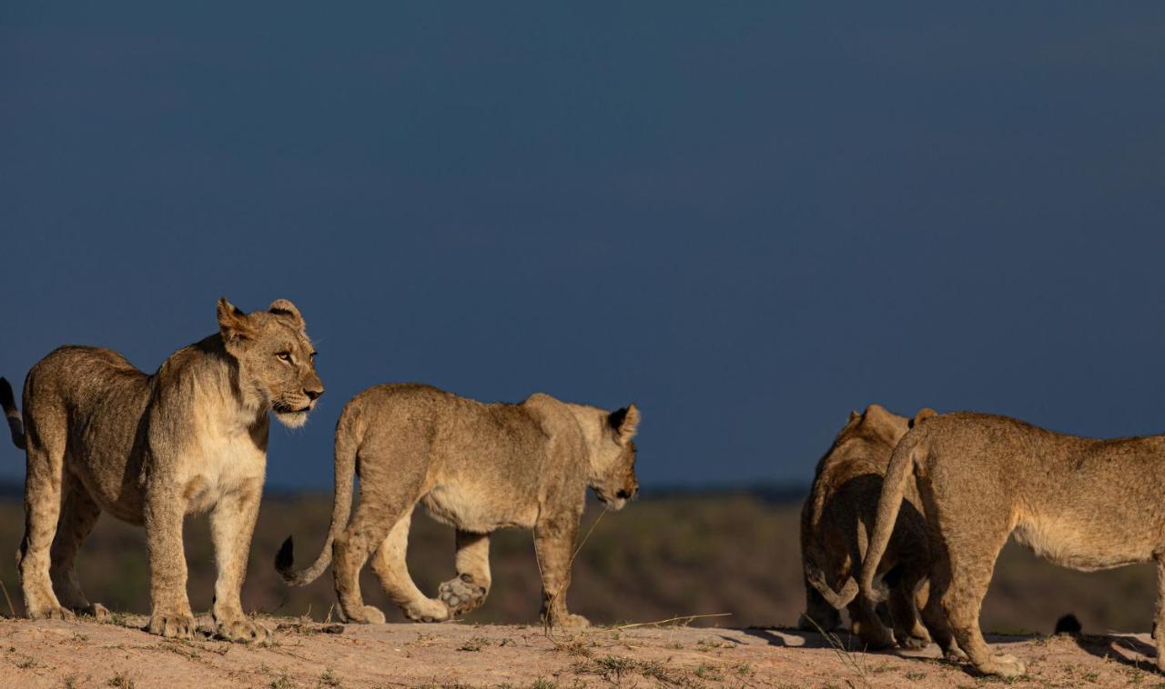 Nedile Lodge Welgevonden Game Reserve Exterior photo