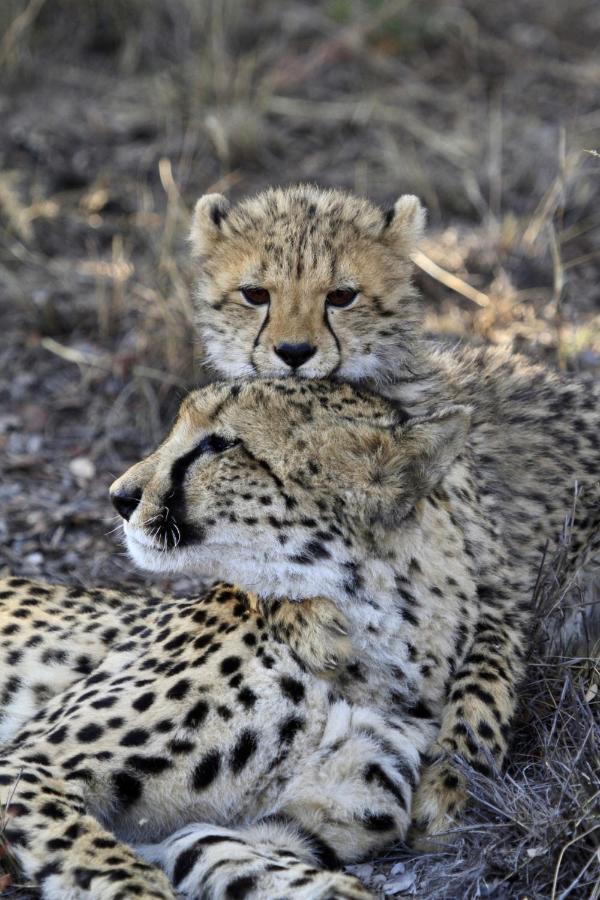 Nedile Lodge Welgevonden Game Reserve Exterior photo