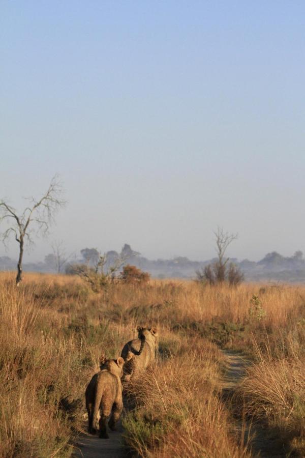Nedile Lodge Welgevonden Game Reserve Exterior photo