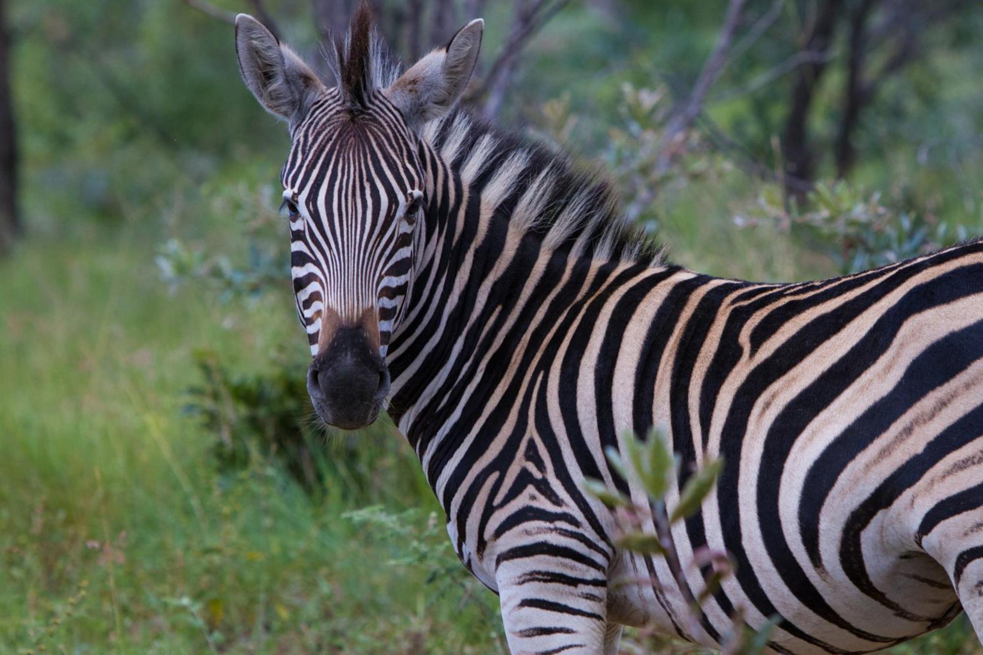 Nedile Lodge Welgevonden Game Reserve Exterior photo