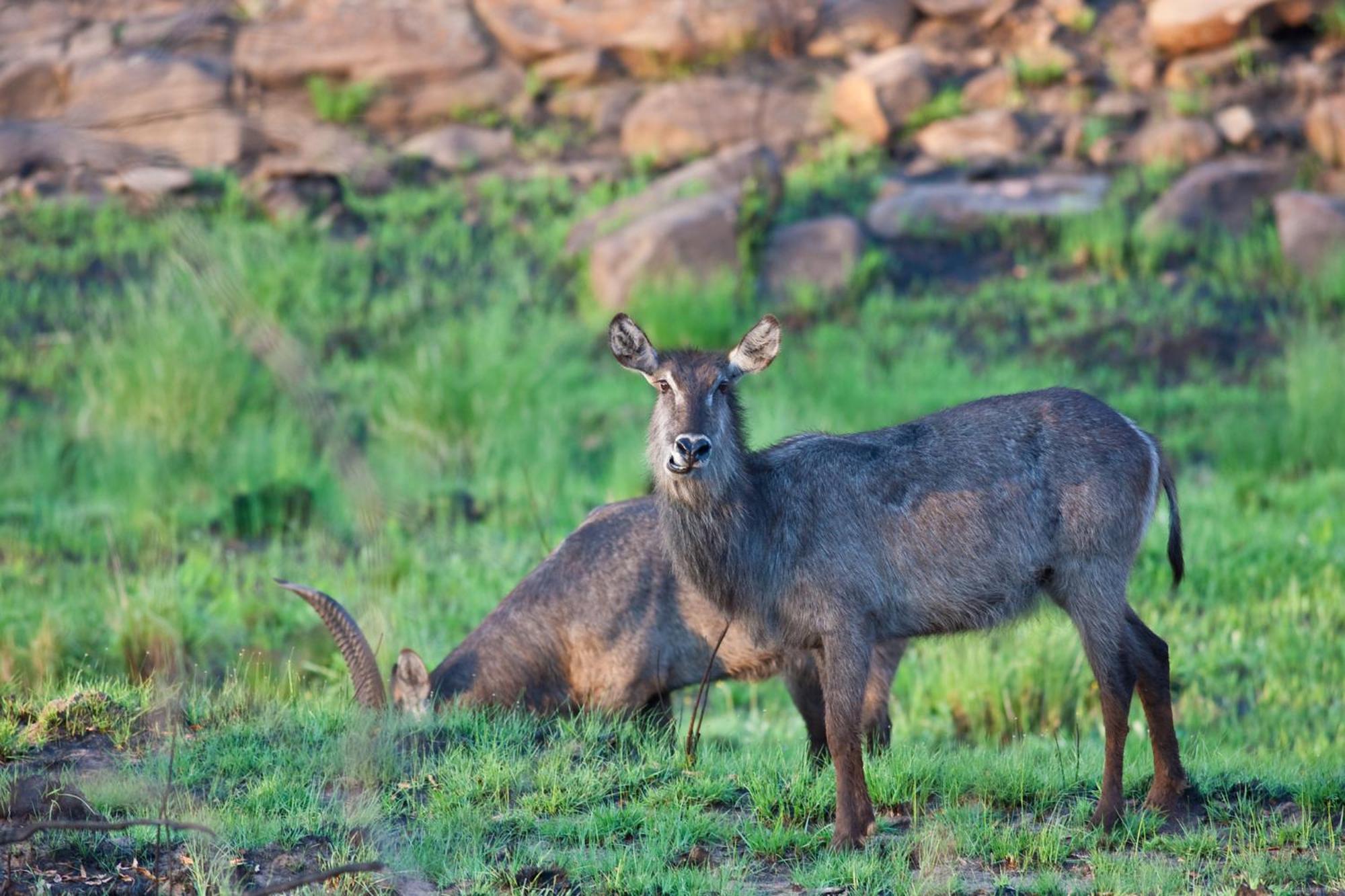 Nedile Lodge Welgevonden Game Reserve Exterior photo