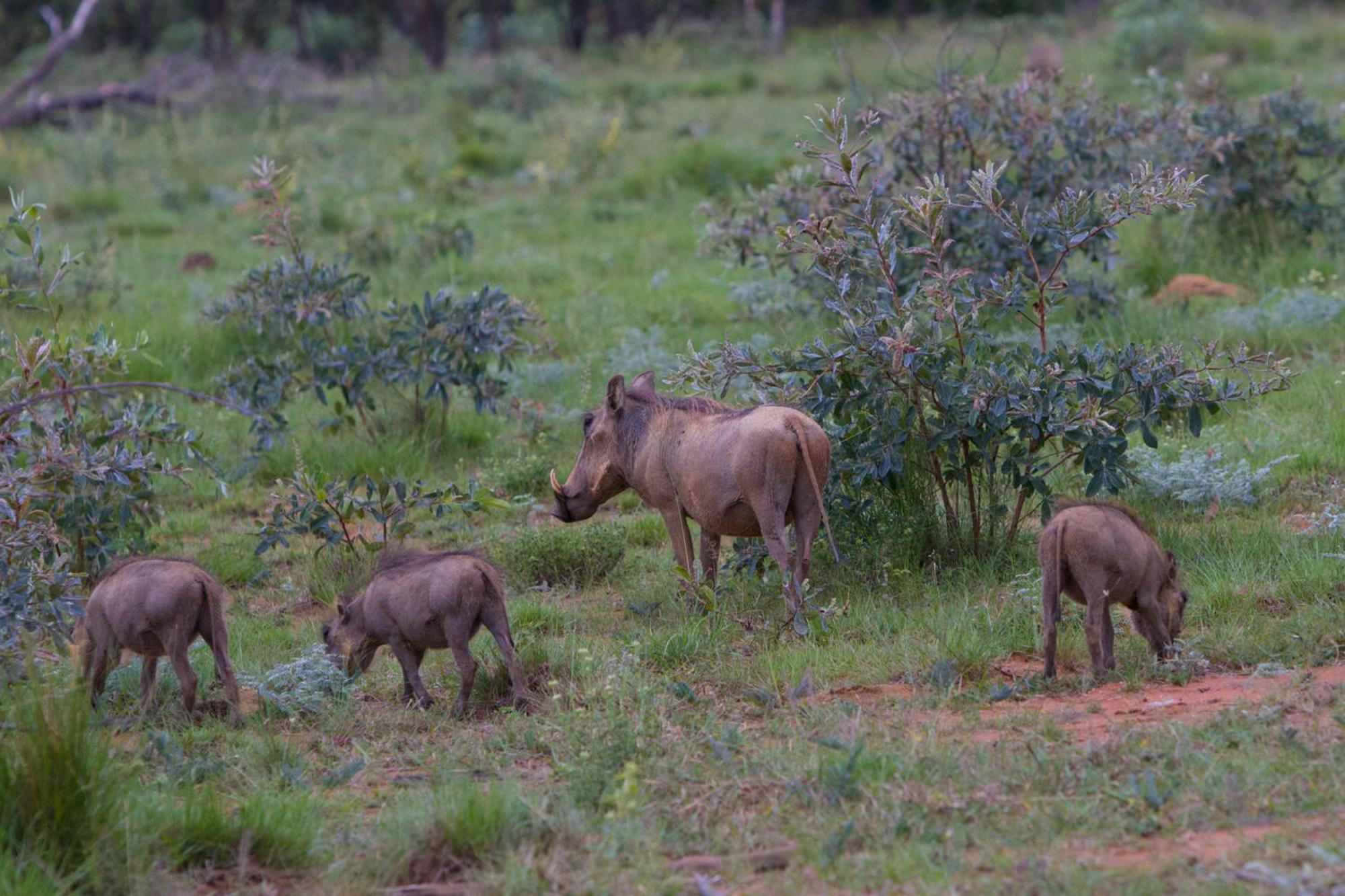 Nedile Lodge Welgevonden Game Reserve Exterior photo